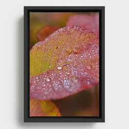 waterdrops red Framed Canvas