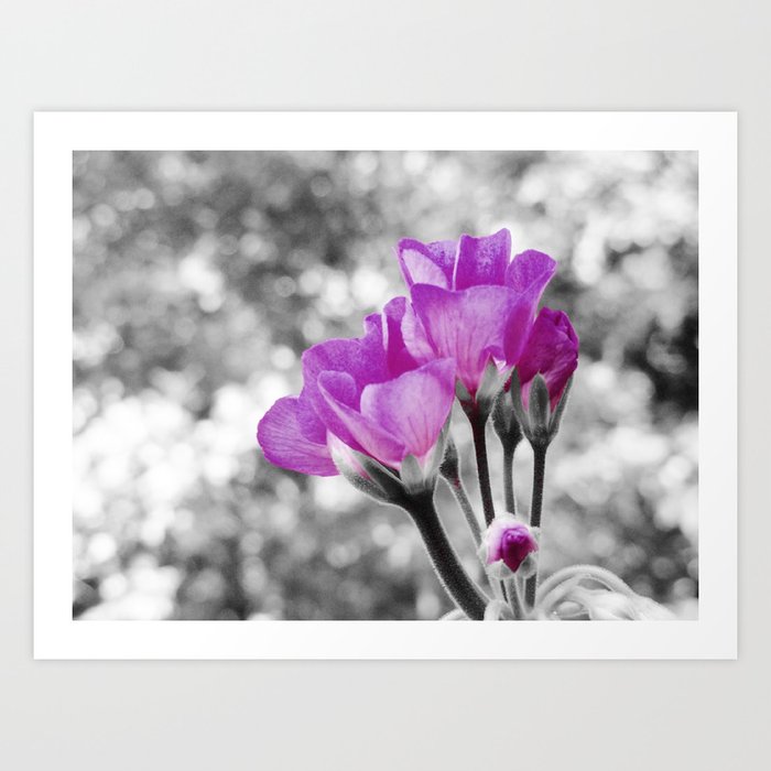 Fuchsia fLOWERS Pop Of Color Art Print