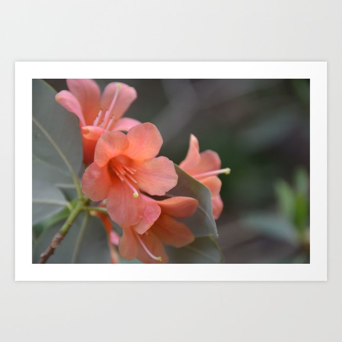 Orange Rhododendron in bloom Art Print
