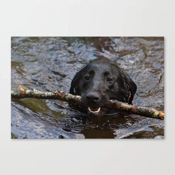 Puppy chasing a stick upstream Canvas Print