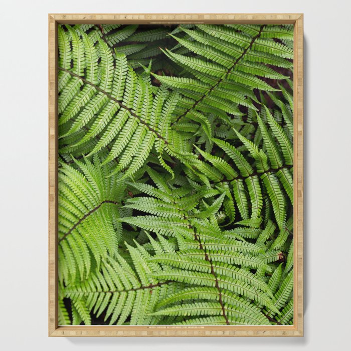 Wood Fern in a Pacific Northwest Washington Forest Serving Tray