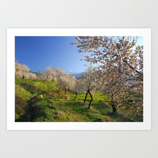 Flowering almond Art Print