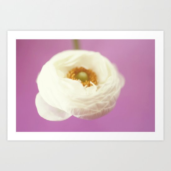 white rununculus Art Print