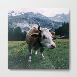 Switzerland Photography - Cow Eating Grass On The Swiss Green Fields Metal Print