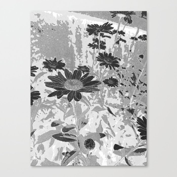 Black & White Daisies Canvas Print