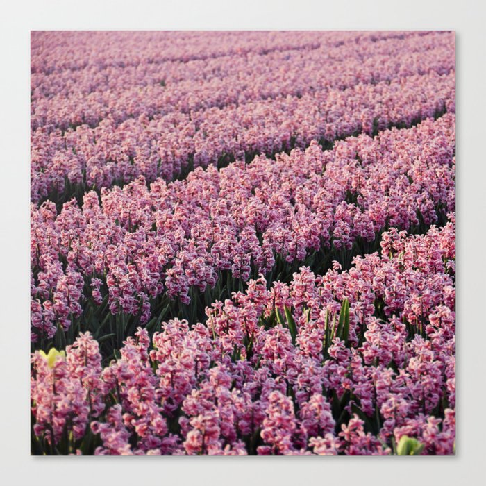 Hyacinth field Canvas Print