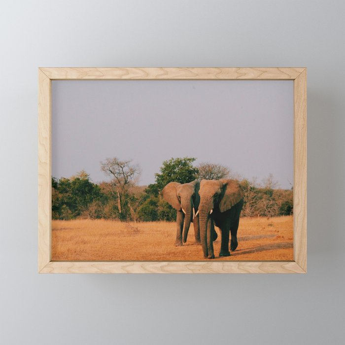 elephants during sunset Framed Mini Art Print