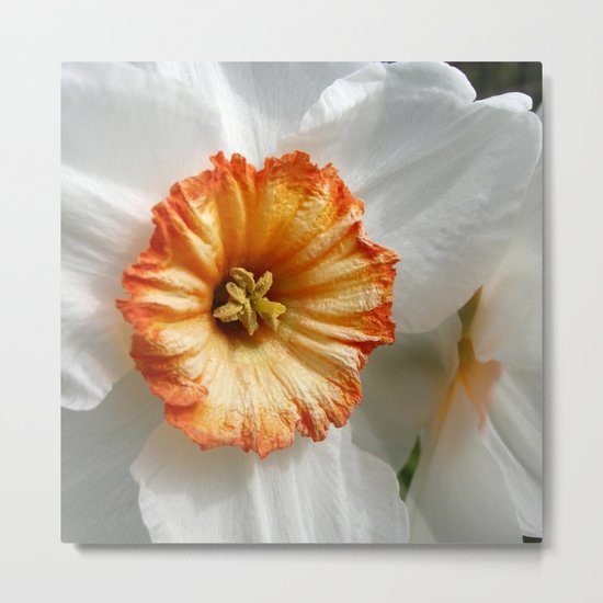 orange narcissus bloom macro XI Metal Print