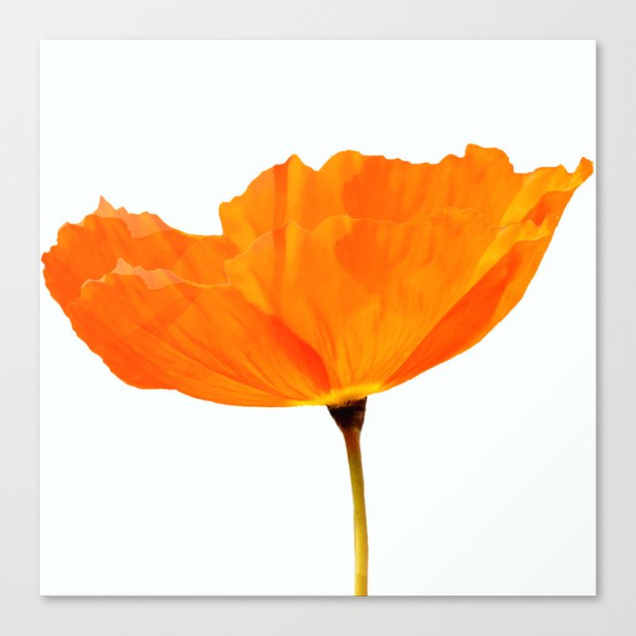 One And Only - Orange Poppy White Background #decor #society6 #buyart Canvas Print