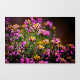 Heather growing in the Peak District Canvas Print