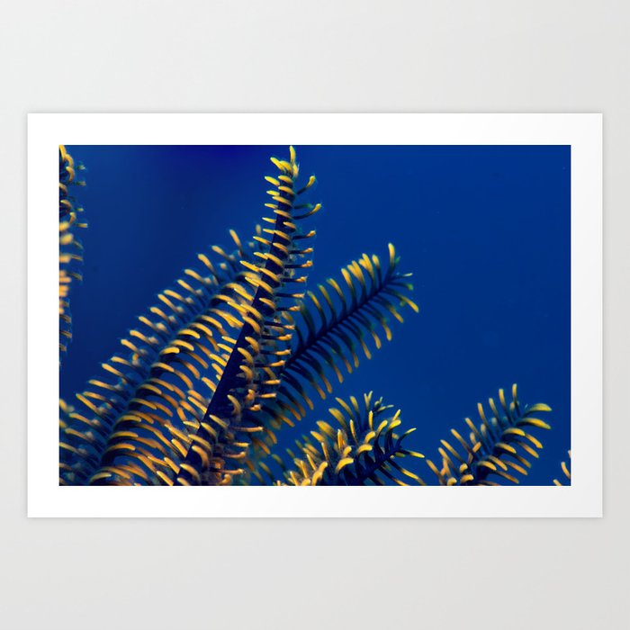 Blue and yellow feather star fuzz Art Print