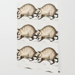 Racoon Wallpaper For Any Decor Style Society6 Raccoon looking cat in the green grass. society6