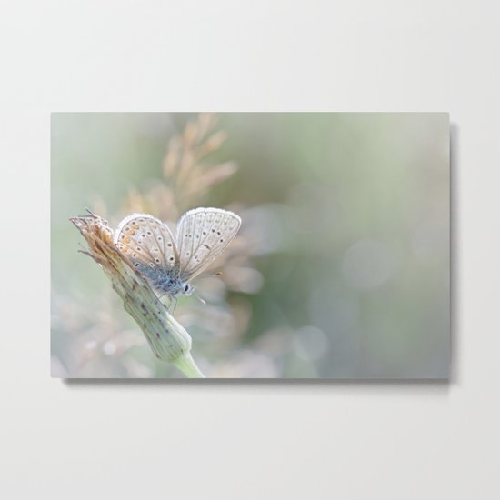 Sunbathing butterfly... (blue version) Metal Print