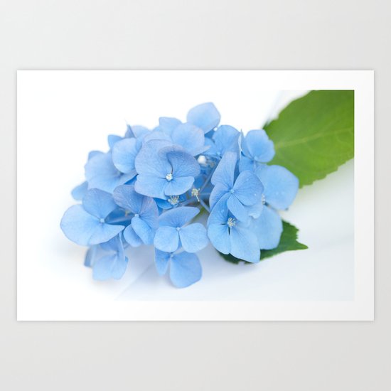 Blue Hydrangeas #1 #decor #art #society6 Art Print