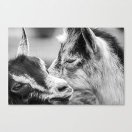 Moment of the Goats | Black and White Canvas Print