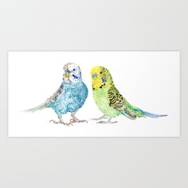 Parakeets - Budgie Art Print