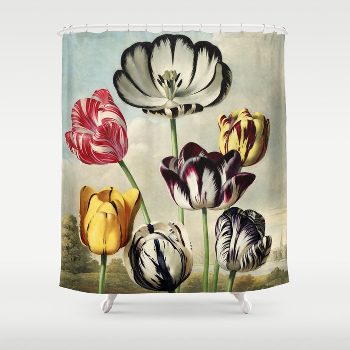 Tulips : Temple of Flora of New Illustration of the Sexual System Shower Curtain