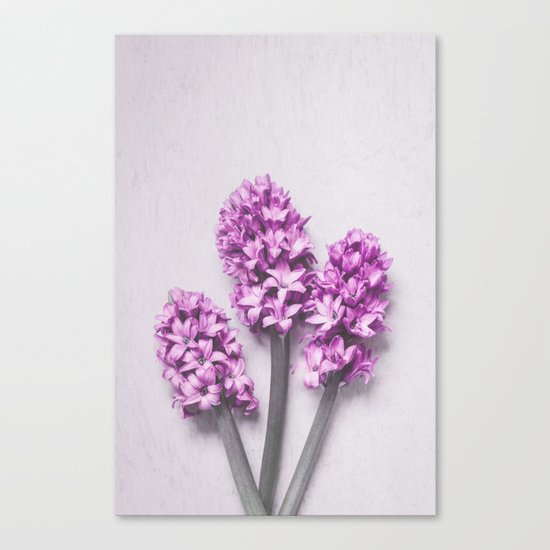 Pink Hyacinths Canvas Print