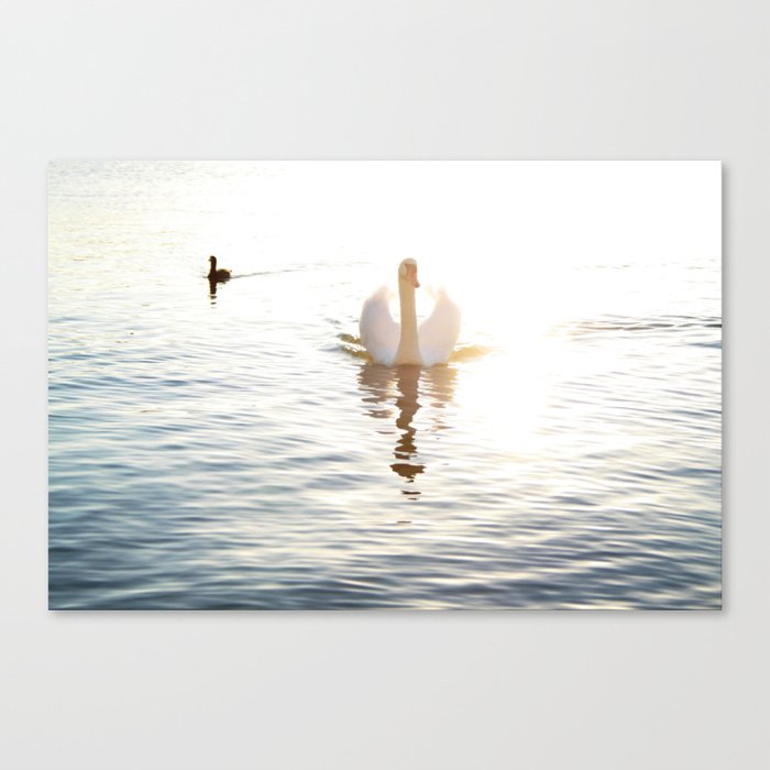 Swan Reflection Canvas Print
