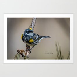 Yellow Rumped Warbler in May Art Print