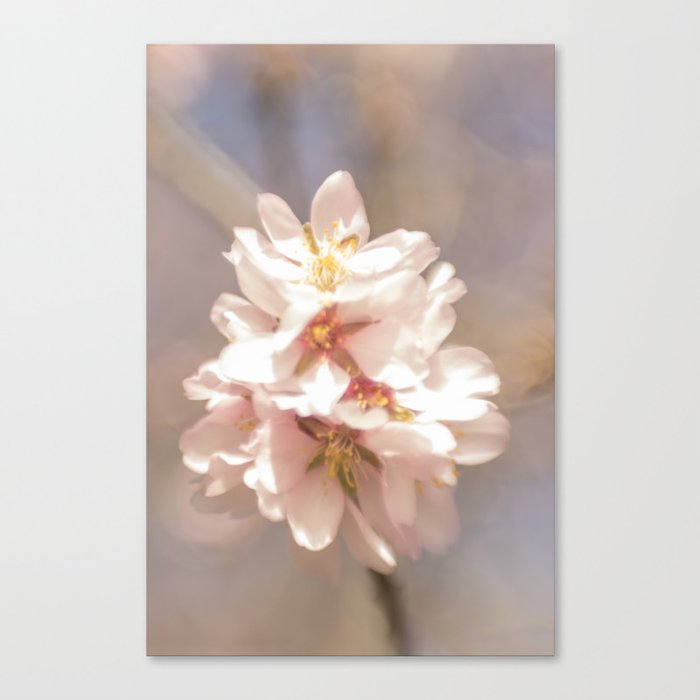 Almond blossom Canvas Print