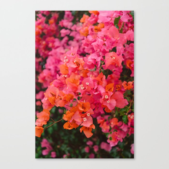 California Blooms XII Canvas Print
