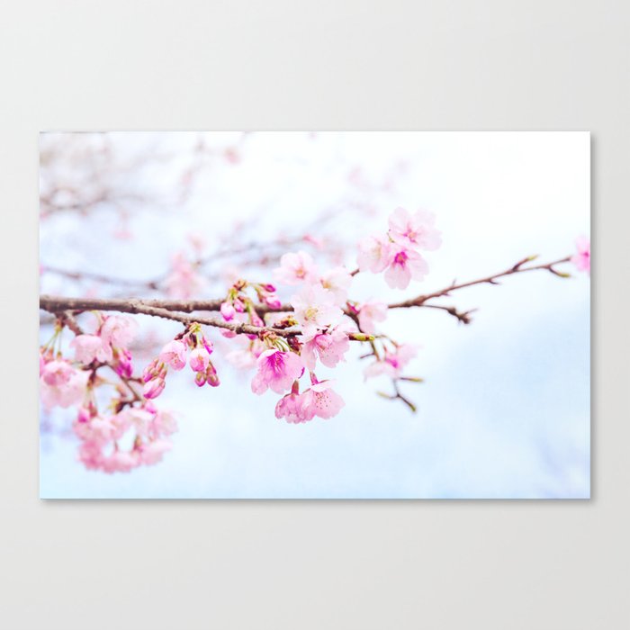 Japanese Cherry Blossom Tree Oh Kanzakura Canvas Print By