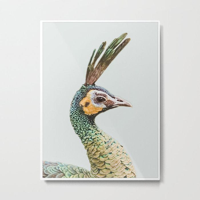 Peacockin' Metal Print