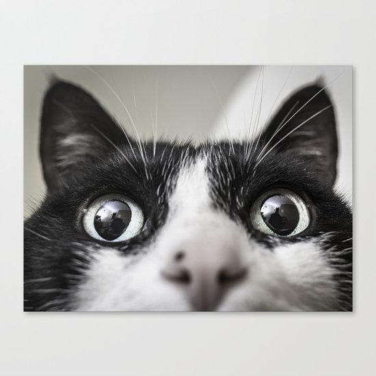 Cat Canvas Print