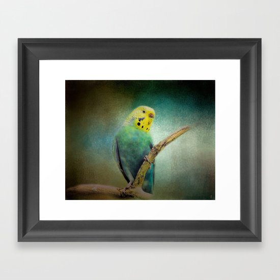 The Budgie Collection - Budgie 1 Framed Art Print