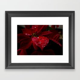 Velvet Poinsettia Framed Art Print