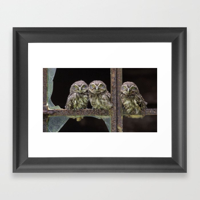 owl three little sit birds Framed Art Print