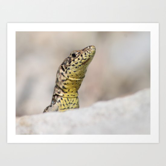 Lizard Art Print