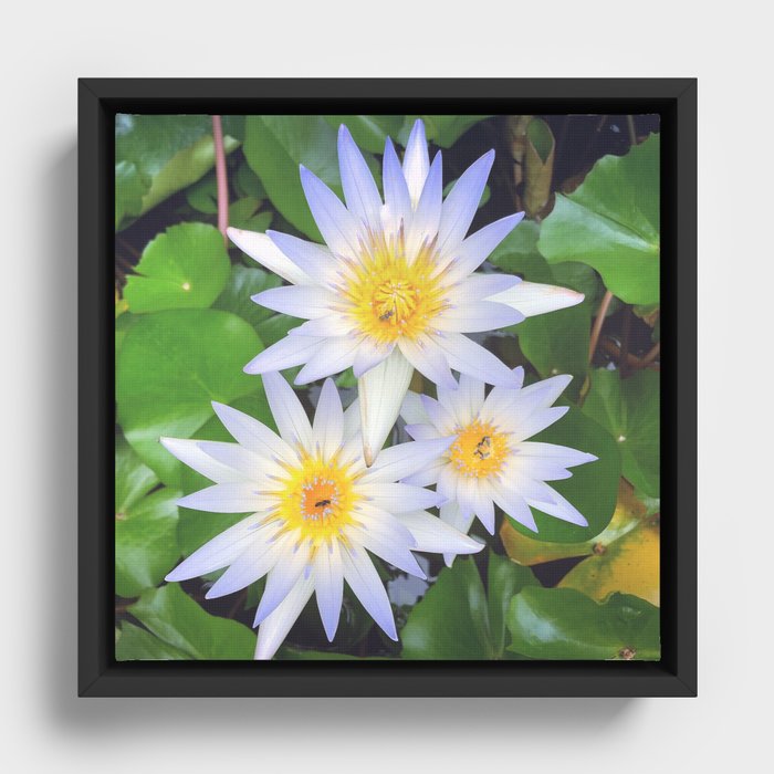 Pretty white water lilies flowers Framed Canvas