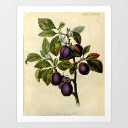 Plum Botanical Print Art Print
