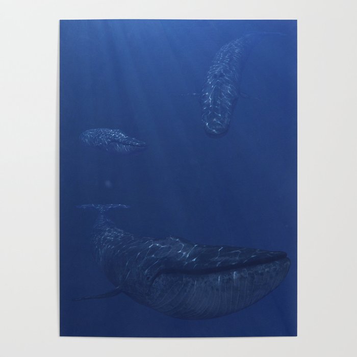 Friends of the Deep - Blue Whale Poster