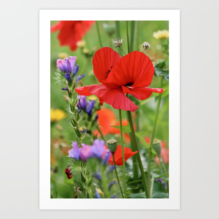 Poppy in a field of wild flowers Art Print