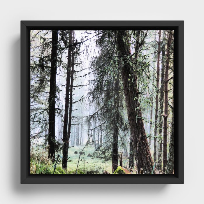 Scottish Pine Forest Misty View in I Art and Afterglow  Framed Canvas