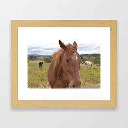 Horse Profiles Framed Art Print