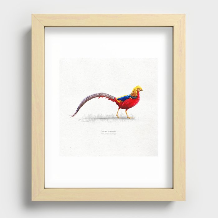 Golden pheasant scientific illustration art print Recessed Framed Print