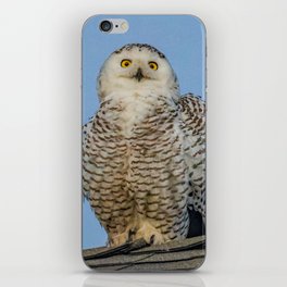 Snowy Owl Portrait iPhone Skin