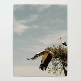 Stork Family- DonAnna National Park  Poster