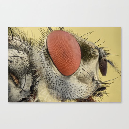 Insect V Canvas Print
