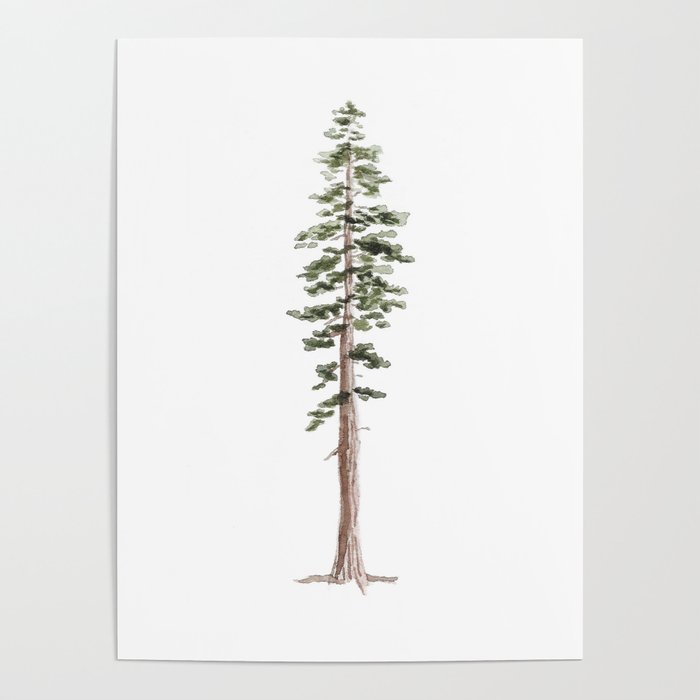 Coastal Redwood Watercolor Poster