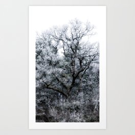 Cold Winter Tree Art Print