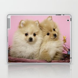 Pink Pomeranian Brothers Laptop Skin