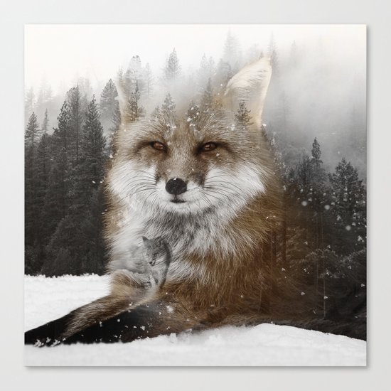Fox Stare Canvas Print