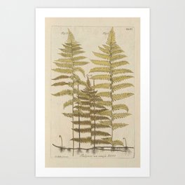Vintage Fern Botanical Art Print