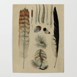 Naturalist Feathers Poster