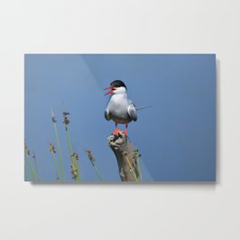 Arctic Tern Metal Print | Arctictern, Bird, Arcticbird, Migratory Bird, Tern, Alaska, Alaskan, Animal, Hi Speed, Blue 